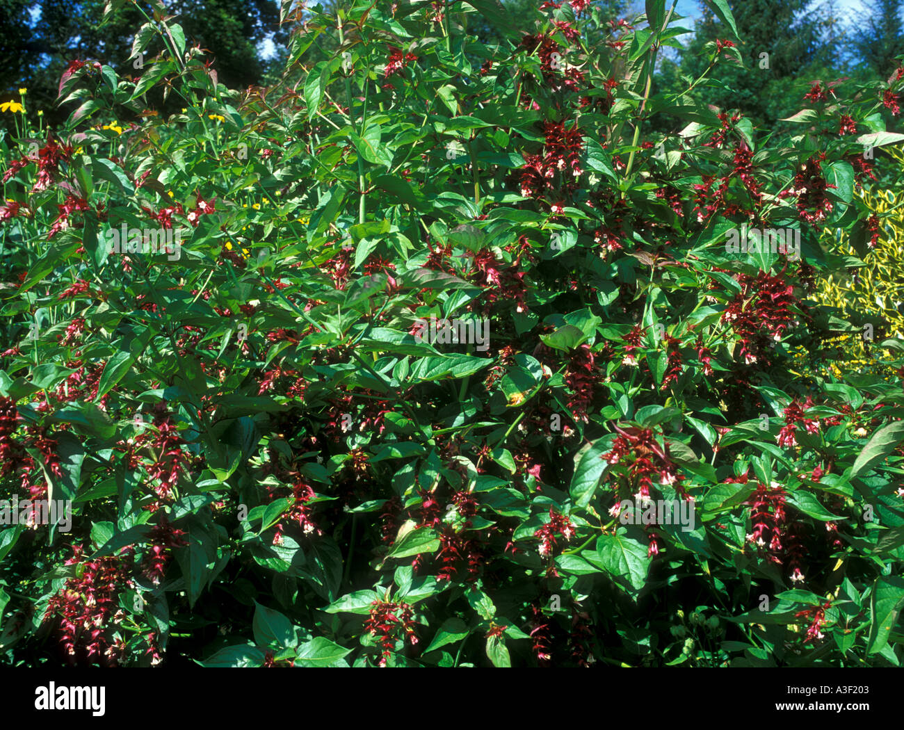 Leycesteria `Pheasant Berry` Stock Photo